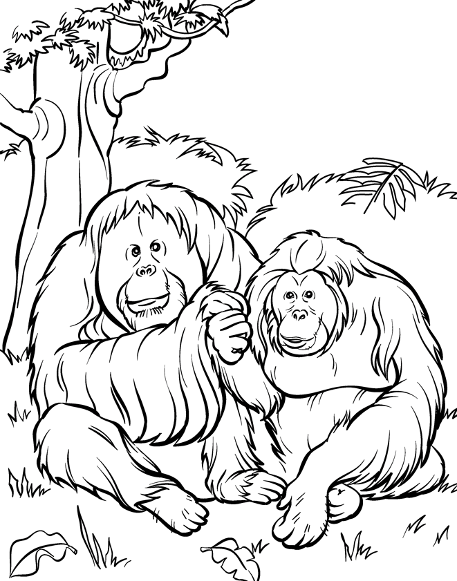 Plansa de colorat cu Gorilla 36 30